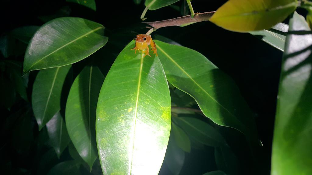 Hotel Tangara Arenal B&B La Fortuna Екстер'єр фото